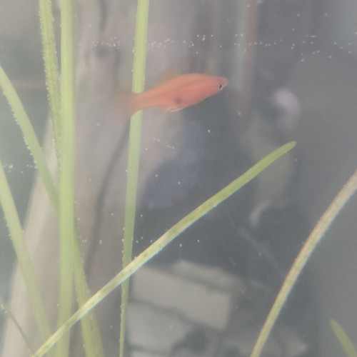 Poisson xipho Porte-épée