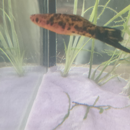 Poisson xipho Porte-épée