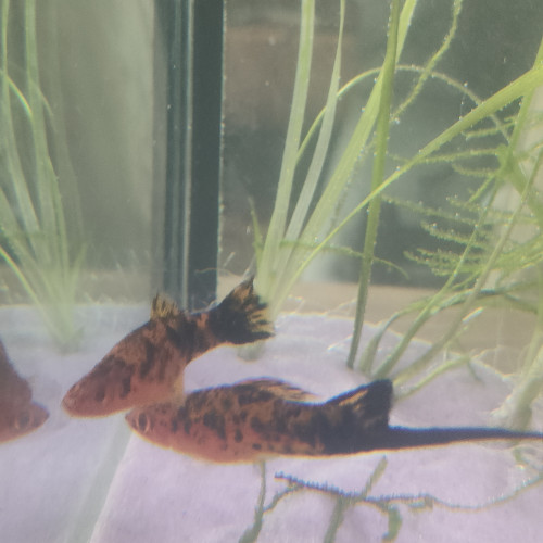 Poisson xipho Porte-épée