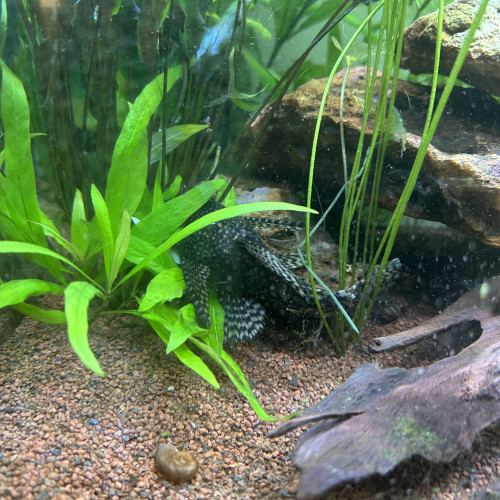 Don couple ancistrus
