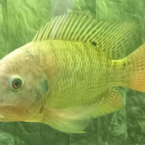Tilapia oreochromis niloticus