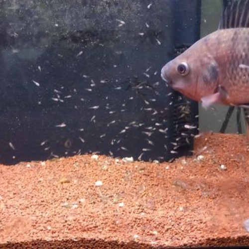 Tilapia oreochromis niloticus