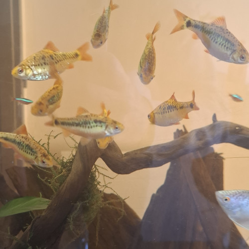 Barbus schubert, barbus doré ou barbodes semifasciolatus