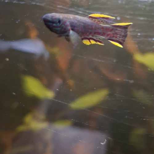Aphyo bleu acier, Fundulus gardneri ou Fundulopanchax gardneri