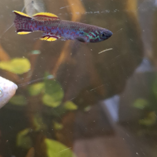 Aphyo bleu acier, Fundulus gardneri ou Fundulopanchax gardneri