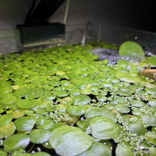 Limnobium laevigatum bassin et aquarium