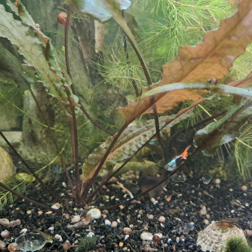 Recherche guppy ou guppy endler en don