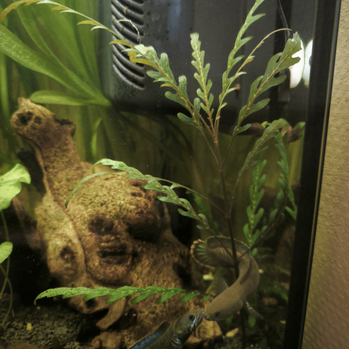 Plantes aquarium