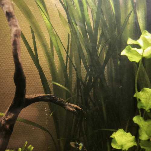 Plantes aquarium