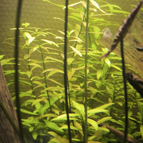 Plantes aquarium