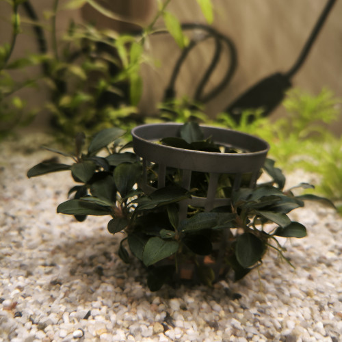 Plantes aquarium