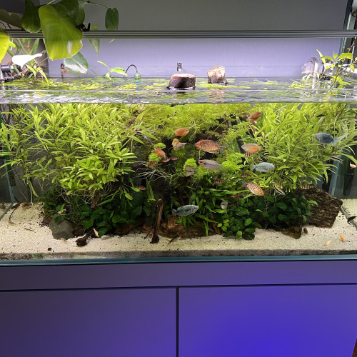 Vend aquarium + meuble + rampe + decors + filtration ... etc