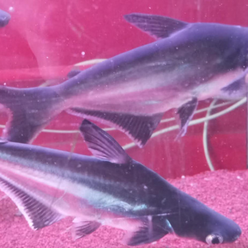 Poisson pangasius