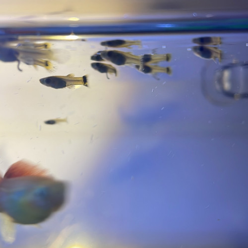 Bébé guppy