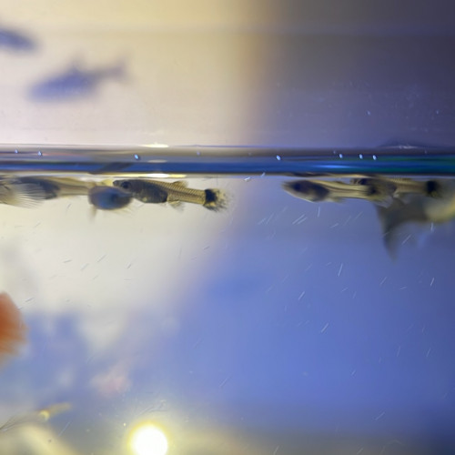 Bébé guppy