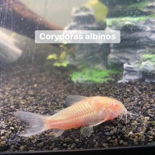 Donne Corydoras albinos