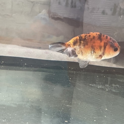 Ranchu