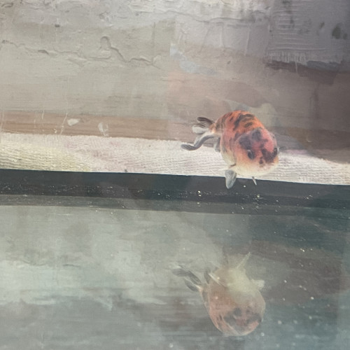 Ranchu