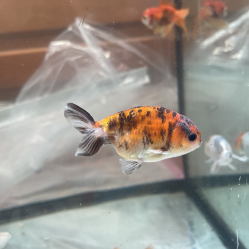 Ranchu