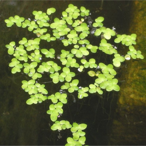 Lemna Minor