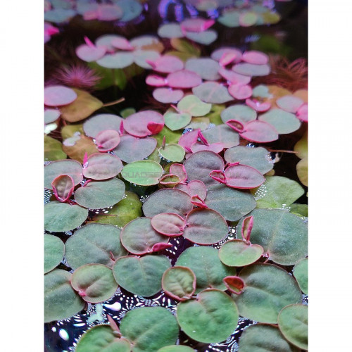 Phyllanthus fluitans