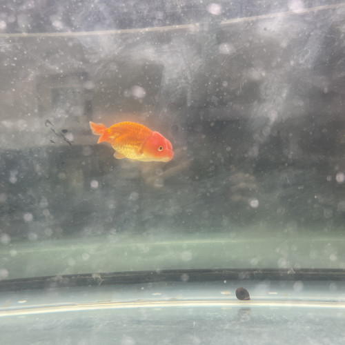Ranchu