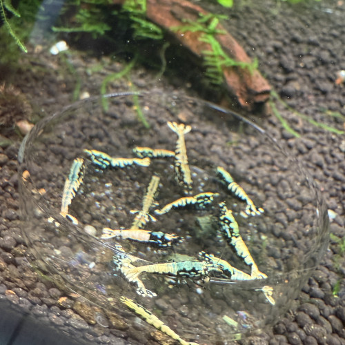 Crevettes