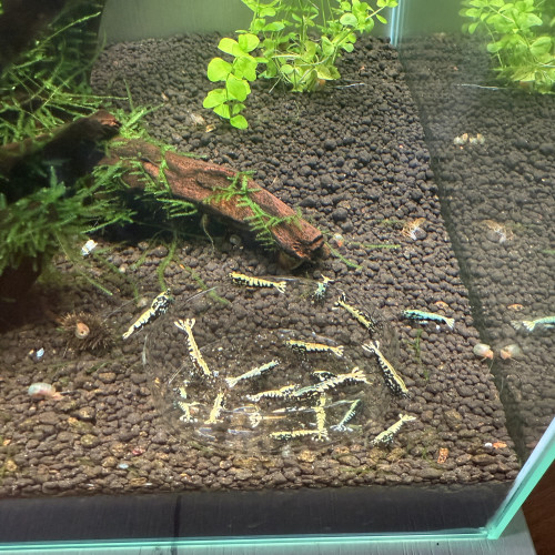 Crevettes