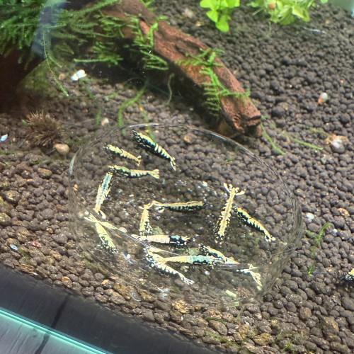 Crevettes