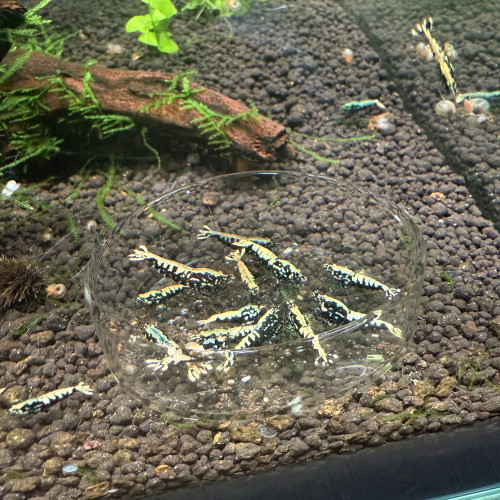 Crevettes