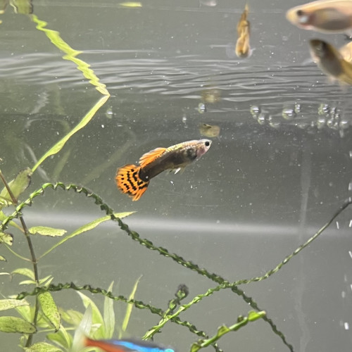 Échange de Guppy sur Montpellier ou Alès