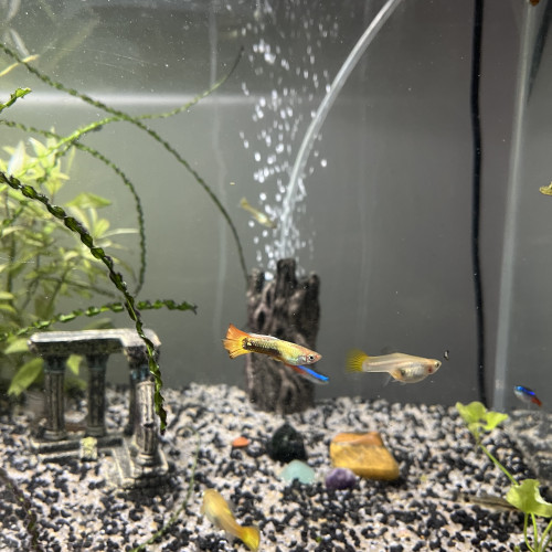 Échange de Guppy sur Montpellier ou Alès