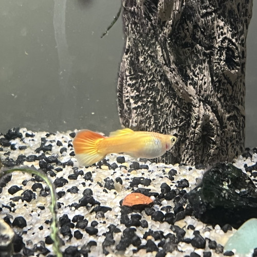 Échange de Guppy sur Montpellier ou Alès