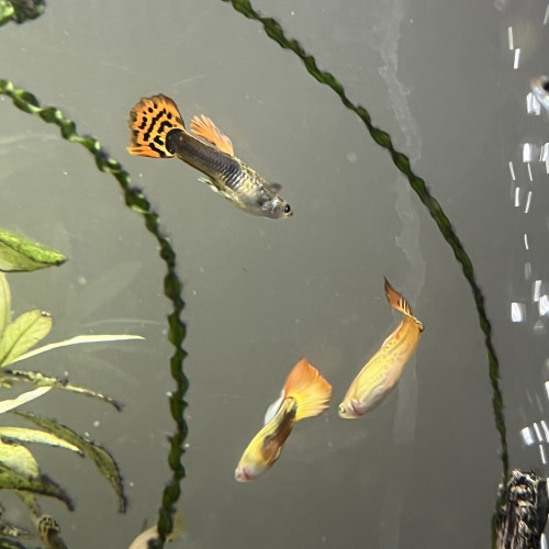 Échange de Guppy sur Montpellier ou Alès