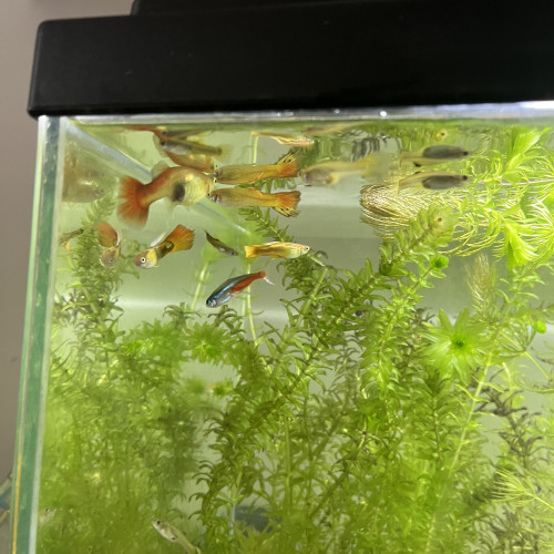 Échange de Guppy sur Montpellier ou Alès