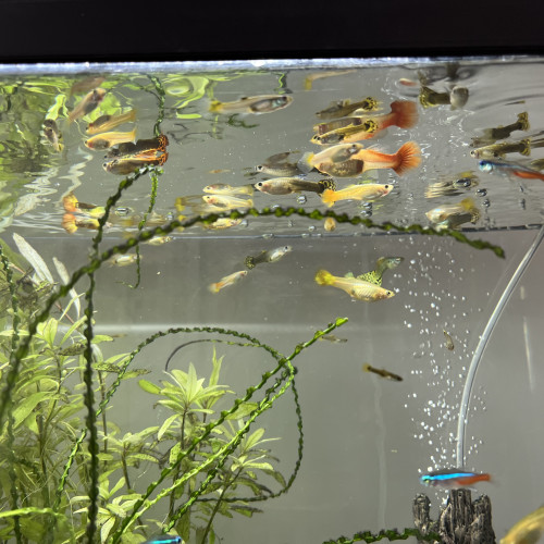 Échange de Guppy sur Montpellier ou Alès
