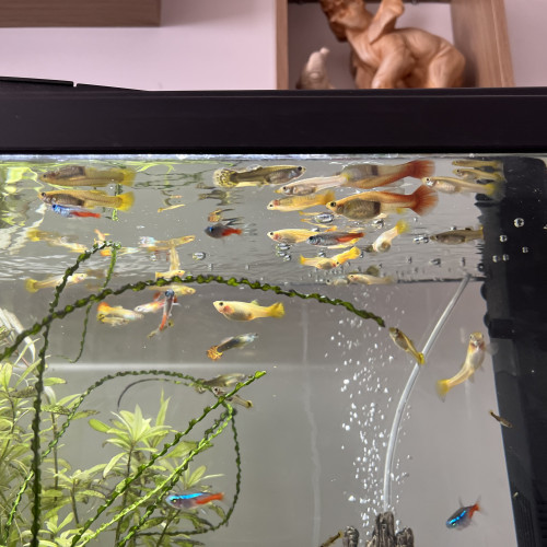 Échange de Guppy sur Montpellier ou Alès
