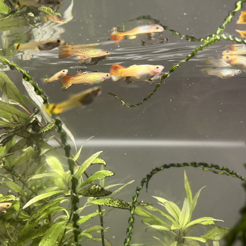 Échange de Guppy sur Montpellier ou Alès