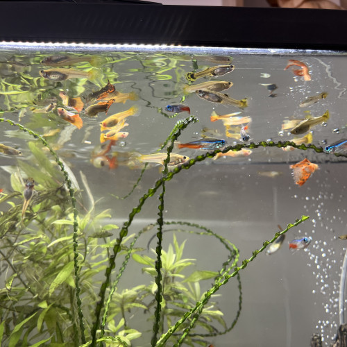 Échange de Guppy sur Montpellier ou Alès