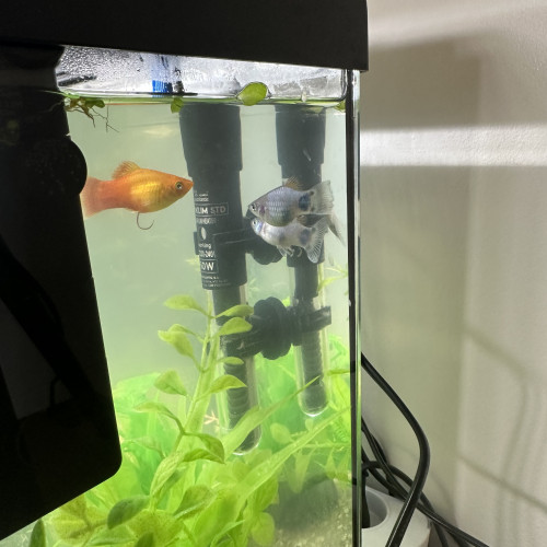Platys