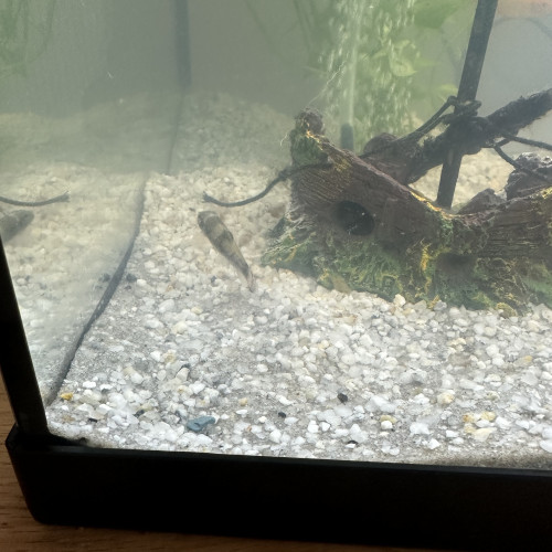 Platys