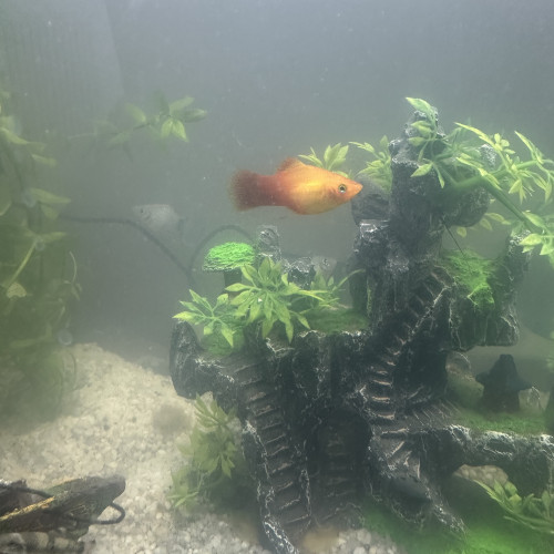 Platys