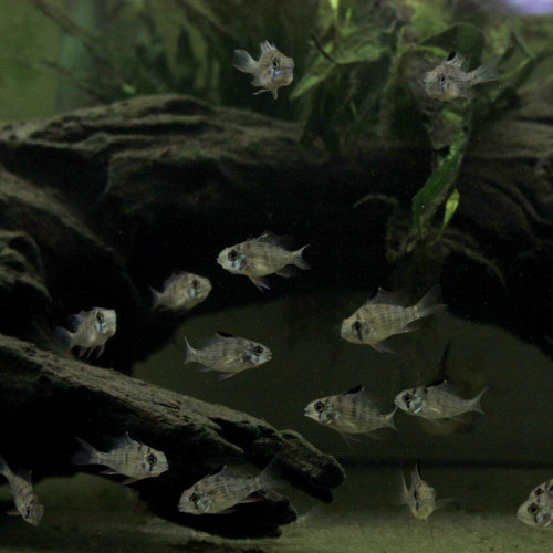 Mikrogeophagus altispinosa