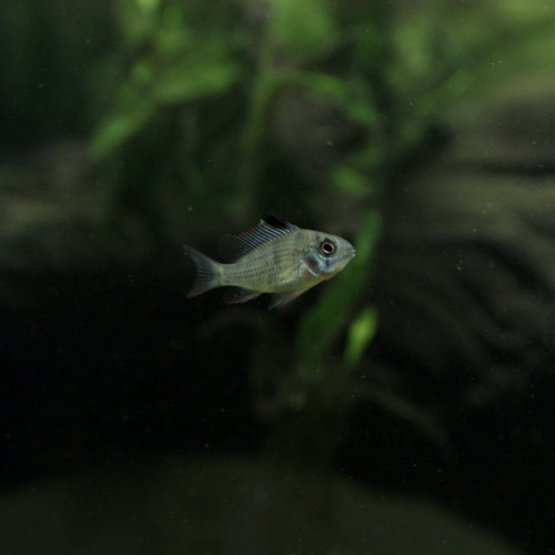 Mikrogeophagus altispinosa