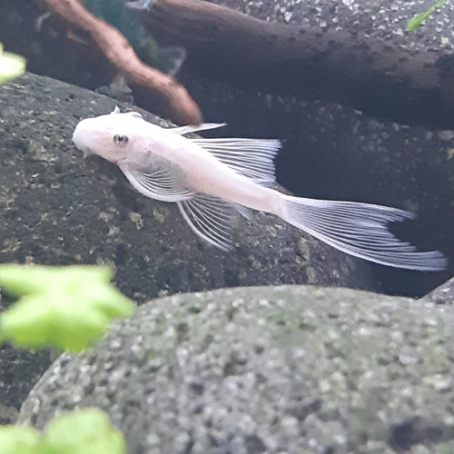 Rare jeunes ancistrus snow white longfin ( à voile / voilés) l144, annonce en ligne = dispo