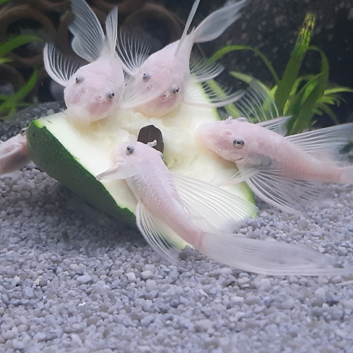 Rare jeunes ancistrus snow white longfin ( à voile / voilés) l144, annonce en ligne = dispo