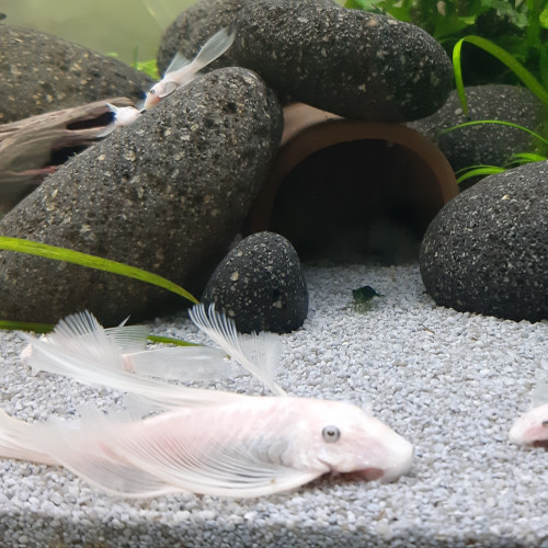Rare jeunes ancistrus snow white longfin ( à voile / voilés) l144, annonce en ligne = dispo