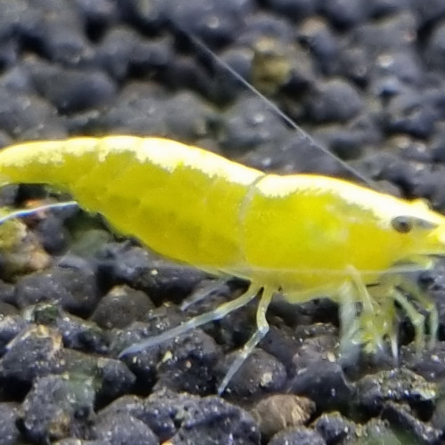 Crevettes yellow néon.