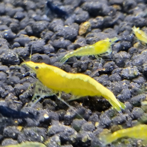 Crevettes yellow néon.