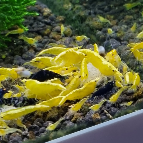 Crevettes yellow néon.